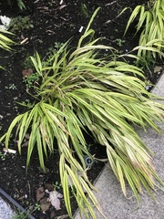 Hakonechloa macra