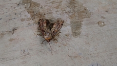 Noctuidae