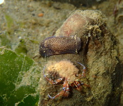 Aglaja ocelligera
