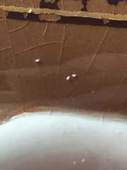 Thyreophagus entomophagus