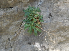 Arabis caucasica