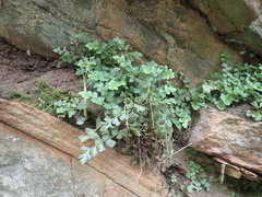 Asplenium subglandulosum
