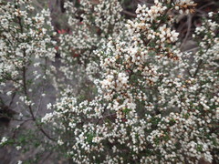 Cryptandra tomentosa