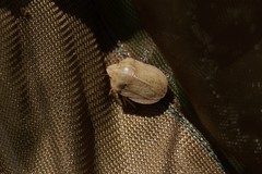 Eurygaster austriaca