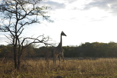 Giraffa camelopardalis giraffa