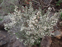 Cryptandra tomentosa