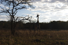 Giraffa camelopardalis giraffa