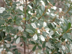 Spyridium spathulatum