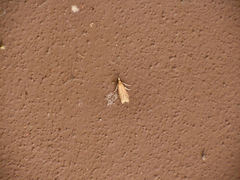 Ematheudes punctella