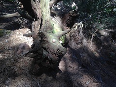 Afrocarpus falcatus