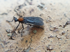 Plecia ruficollis