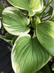 Hosta sieboldiana