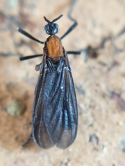 Plecia ruficollis