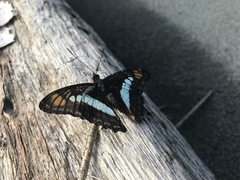 Limenitidini