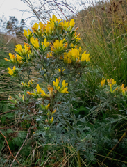 Chamaecytisus austriacus