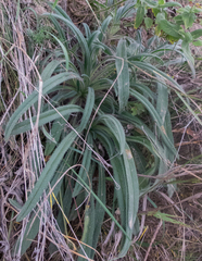 Onosma arenaria