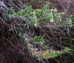 Onosma arenaria