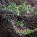 Onosma arenaria - Photo (c) carnifex, algunos derechos reservados (CC BY), subido por carnifex
