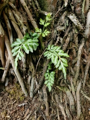 Pteris ensiformis