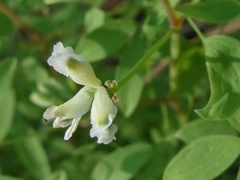 Ceratocapnos claviculata