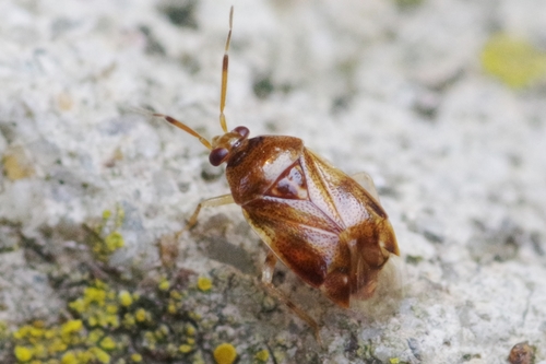 Representative image of Deraeocoris lutescens