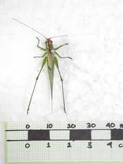 Conocephalus cognatus