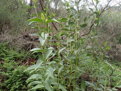 Logania saxatilis
