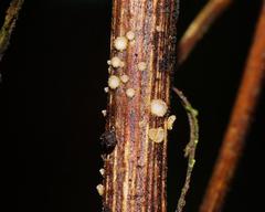 Trichopeziza