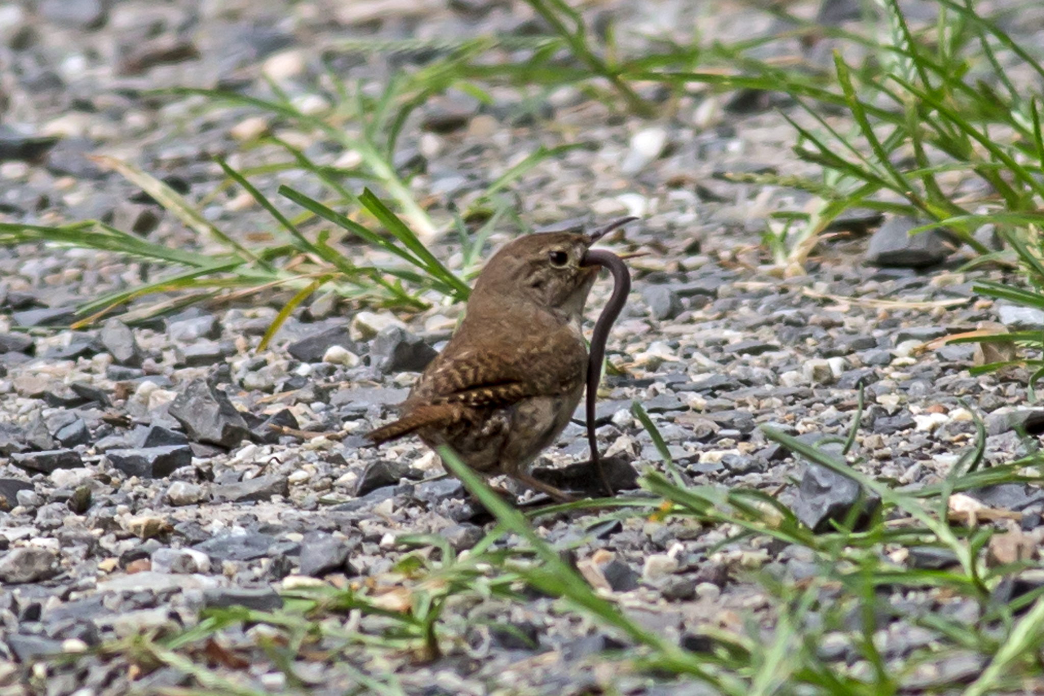 Northern House Wren (Troglodytes aedon)