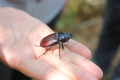Lucanus tetraodon