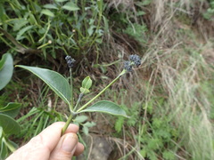 Logania saxatilis