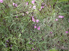 Glycine rubiginosa