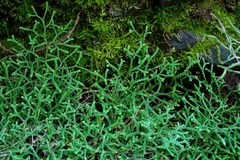 Selaginella sanguinolenta