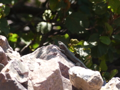 Archaeolacerta bedriagae