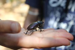 Lucanus tetraodon