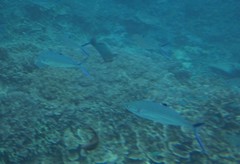 Scomberoides lysan