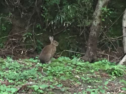 ニホンノウサギ