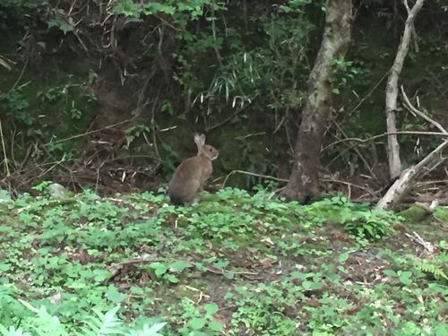 ニホンノウサギ