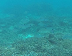 Scomberoides lysan