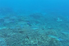 Scomberoides lysan