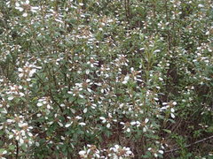 Spyridium spathulatum