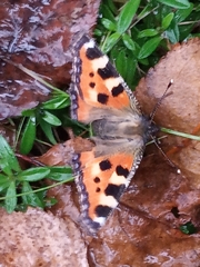 Aglais urticae