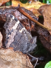 Aglais urticae