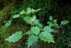 Hylotelephium populifolium
