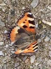 Aglais urticae