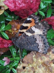 Aglais urticae