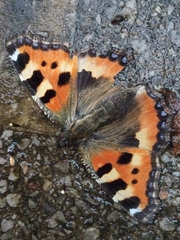 Aglais urticae