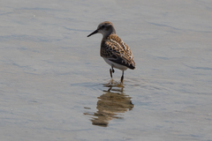 Calidris minuta