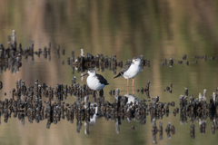 Himantopus himantopus