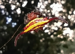 Gasteracantha falcicornis